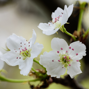 日本熟妇黑森林毛茸茸
